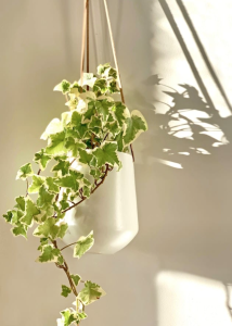 Plants to Help With Indoor Air Quality At Home
