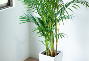Plants to Help With Indoor Air Quality At Home
