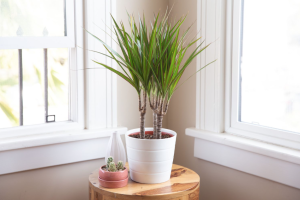 Plants to Help With Indoor Air Quality At Home
