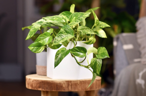 Plants to Help With Indoor Air Quality At Home
