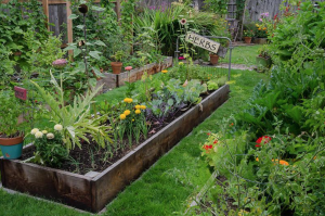 How to Start Your Own Garden This Spring

