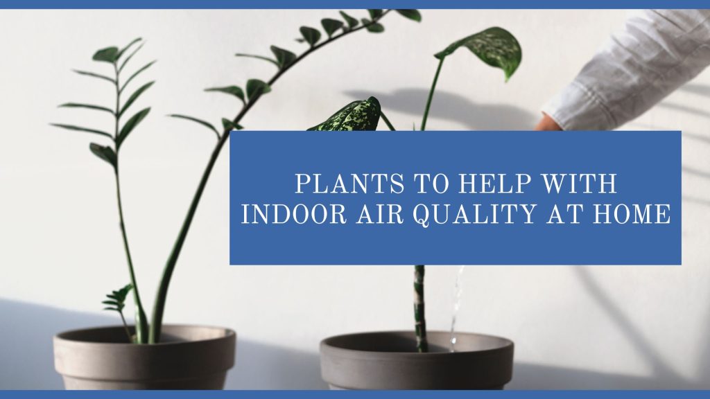 Plants to Help With Indoor Air Quality At Home