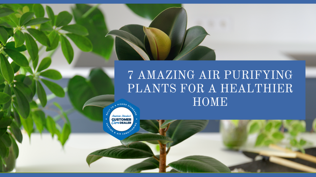 7 Amazing Air Purifying Plants for a Healthier Home