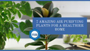 7 Amazing Air Purifying Plants for a Healthier Home